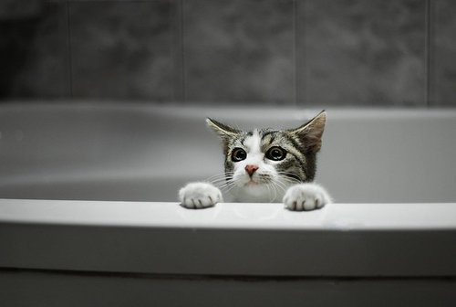 cat in bath