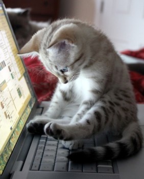 google cat
