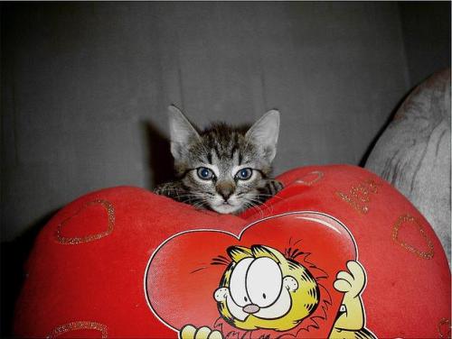 kittenheart