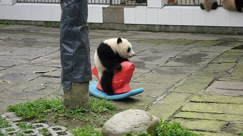 panda bear