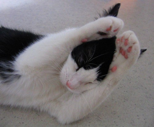 scared_cat