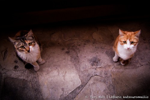two_cats