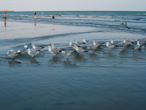 Sea birds, Brighton, UK