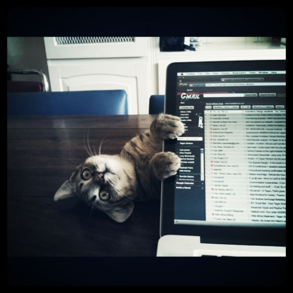 kitty macbook