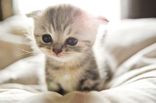 sad kitten