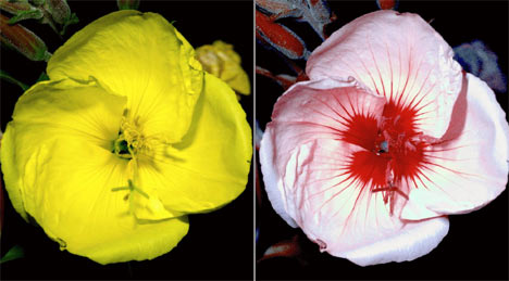 PrimroseDM_1000x390
