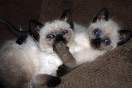 kittens-on-couch