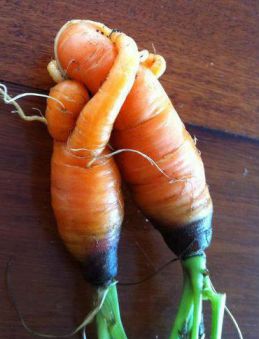 vegetable hug