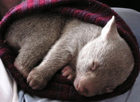 wombat