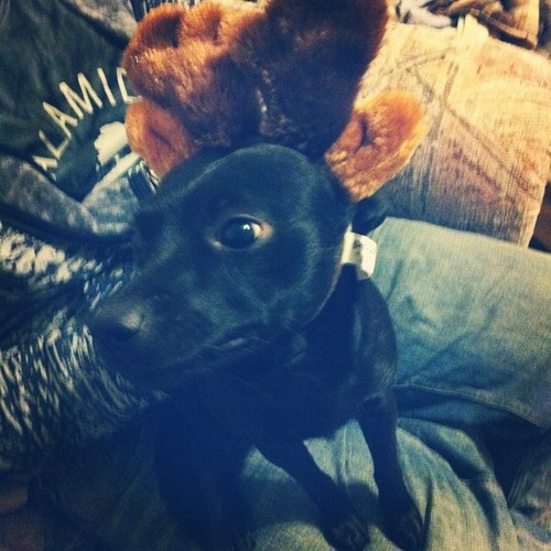 eli wearing dog reindeer antlers christmas