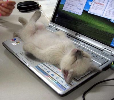 the cutest computer crash