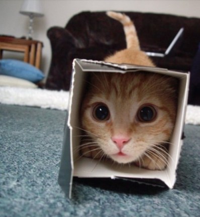 cat in a box