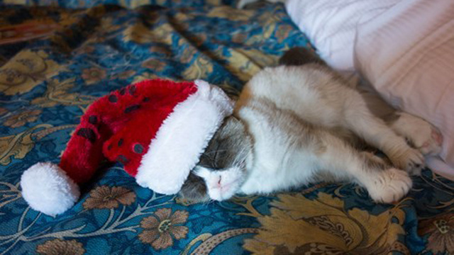 cat santa