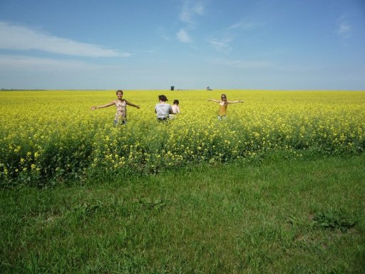 That's me on the far left. Canola fields are fun, but what no one ever tells you is they're also full of things that scratch and bite your legs!