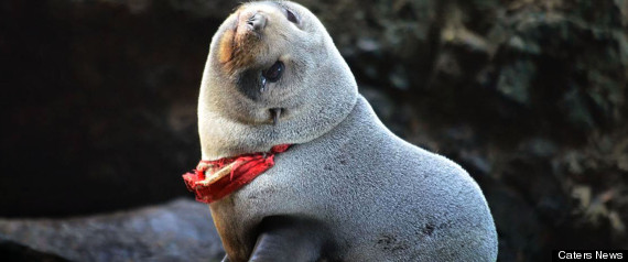 Seal Stuck In G-String