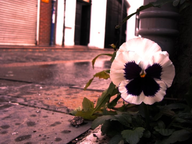 "queer!" Hill Street, Belfast, for vincent via the pansy project