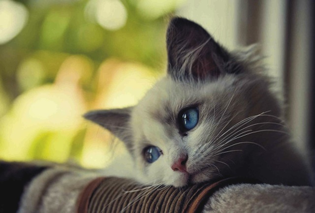 Sad-Cat-1