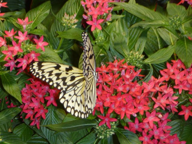 butterfly