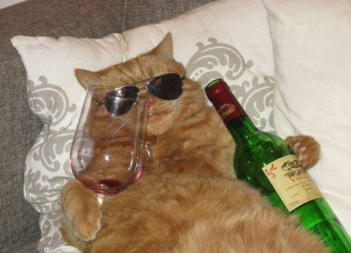 wine cat