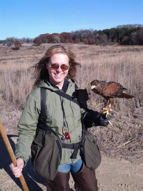 Natalie hunting with her Harris's Hawk, Bam Bam.