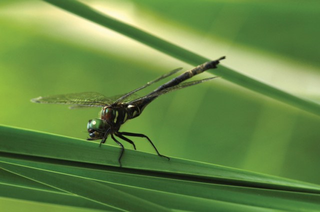 The endangered Hines Emerald Dragonfly (via onearth.org)