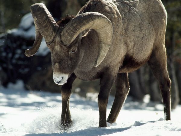 The bighorn sheep, a symbol of rugged outdoorsiness, has predominantly same-sex sex for most of the year (via animals.nationalgeographic.com)