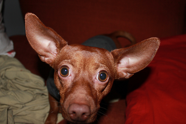 Laura's dog, Bokchoy