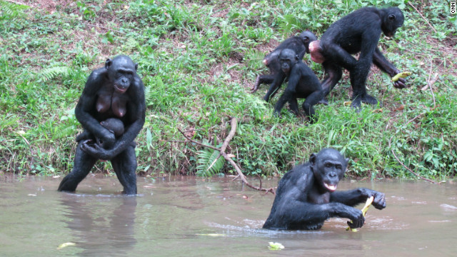 When bonobos are presented with a large quantity of food Bonobos will routinely engage in about ten minutes of sex before eating – facilitating good relationships and sharing (via cnn.com)