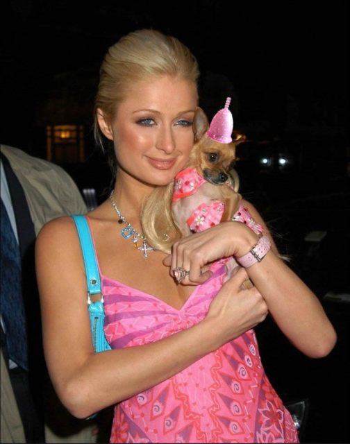 paris-hilton-chihuahua