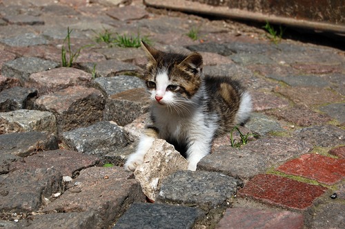 this kitten agrees