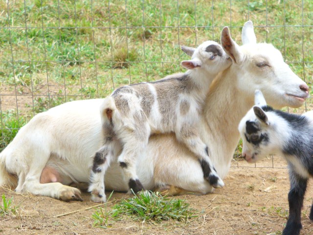 EBAY_BABY_GOAT_KIDS_9_08_119