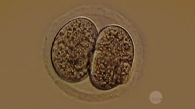 Is it mitosis or meiosis?! 