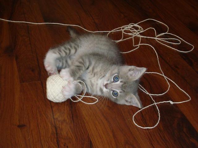 Not that kind of string (via caterville.tumblr.com)