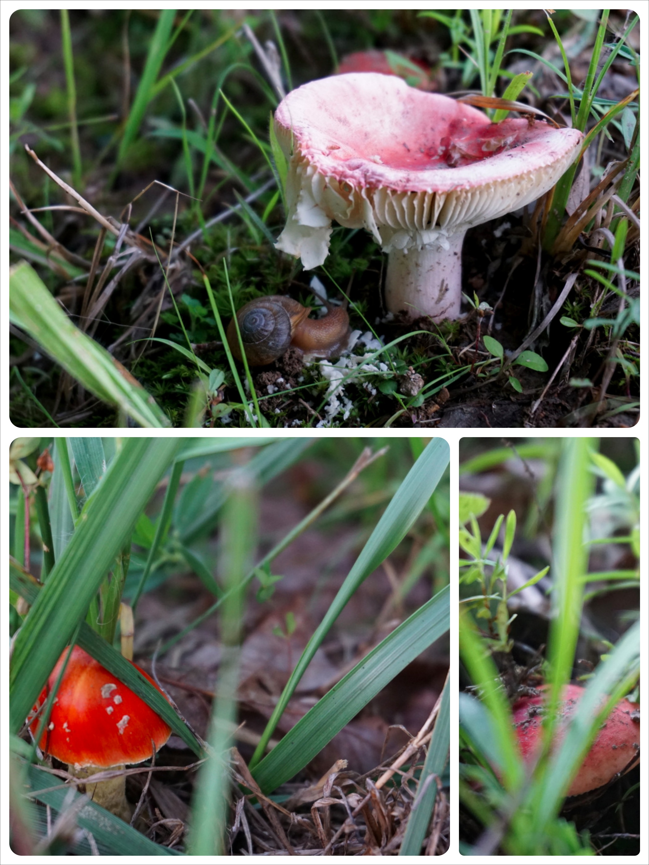 fairy house
