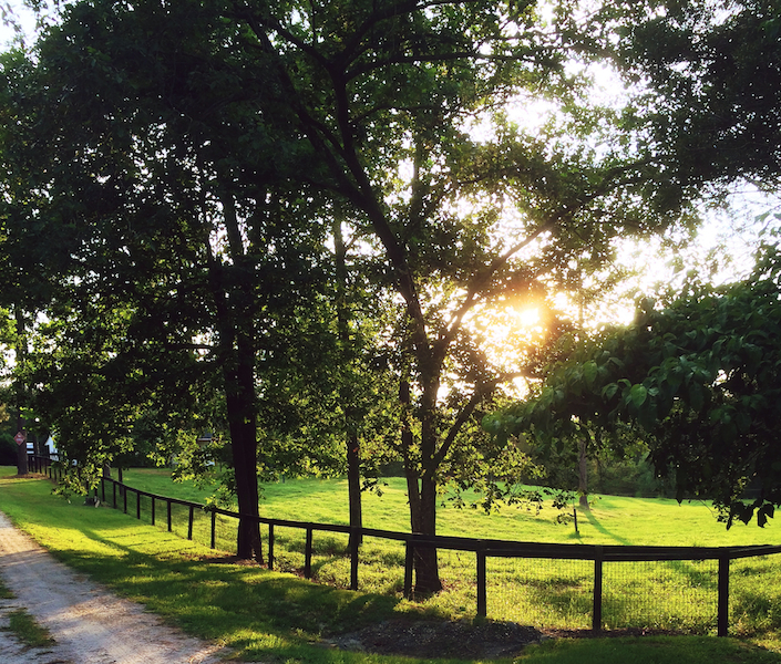 I took this on my phone at my parents' farm and edited it with Litely. See how pretty??