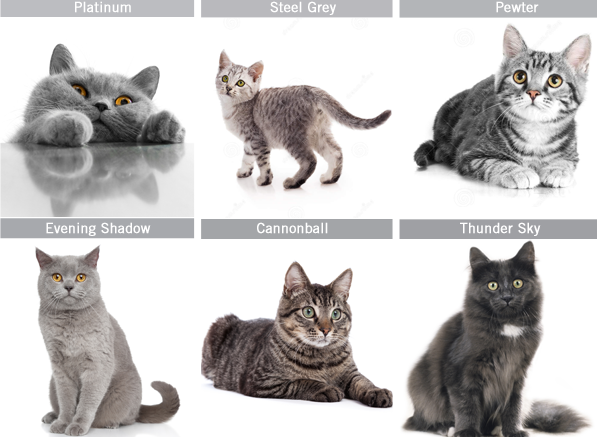 50 Shades of Grey Cats
