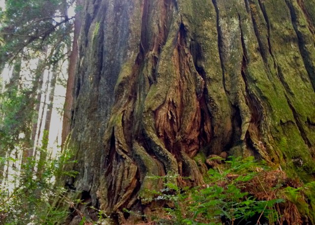 Suggestive redwood. #vulvatrees Humbolt State Park, California