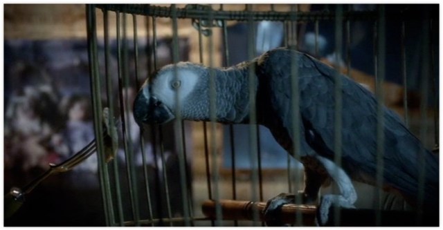 28-tippi