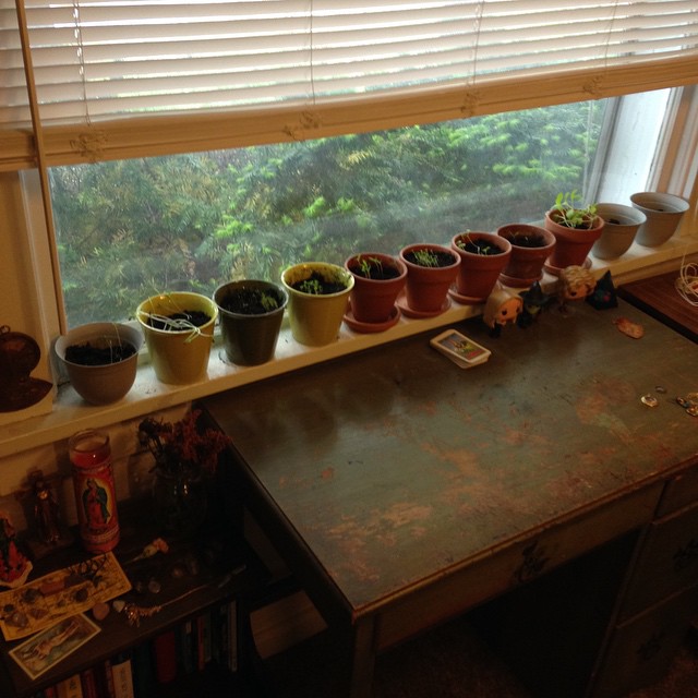 My recently planted Witch Garden. You can also see a smaller shrine to La Virgen (I have a much bigger shrine in another room).