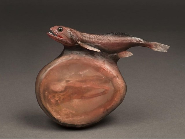 Black Swallower. Via AMNH/R. Mickens.