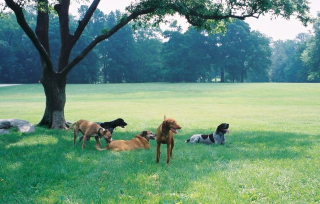 dog-park-hang-out