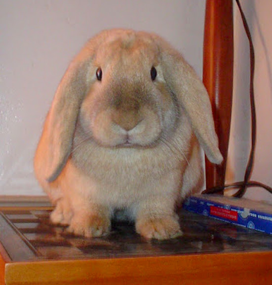 Our little baby bunny at six months old.