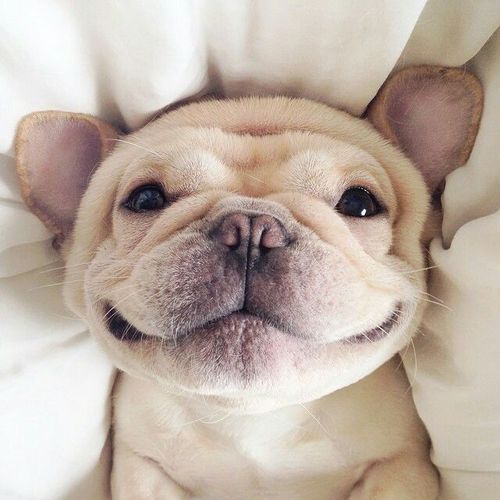 smiledog