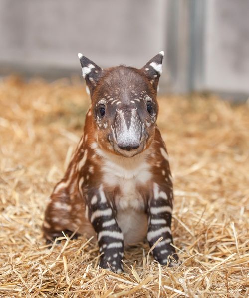 babytapir