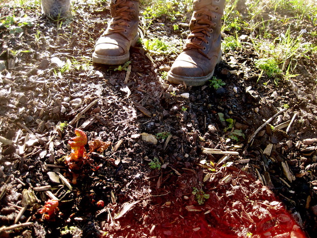 rhubarb shoots