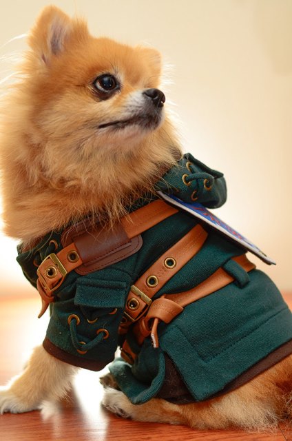 dog-link