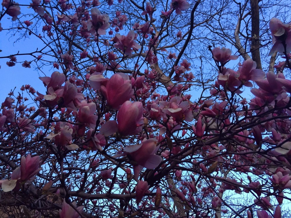 It's spring in my neighborhood. The magnolia trees remind me of summers in Smyrna, Tennessee. 