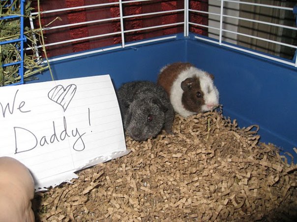 Father's Day 2010 message from our then-baby pigs.