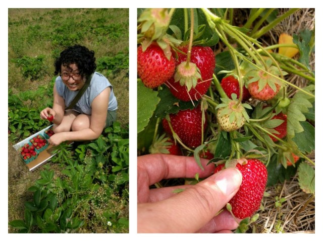 strawberry_picking