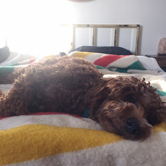 a puppy lying on a semi-made bed looking like she maybe has depression maybe